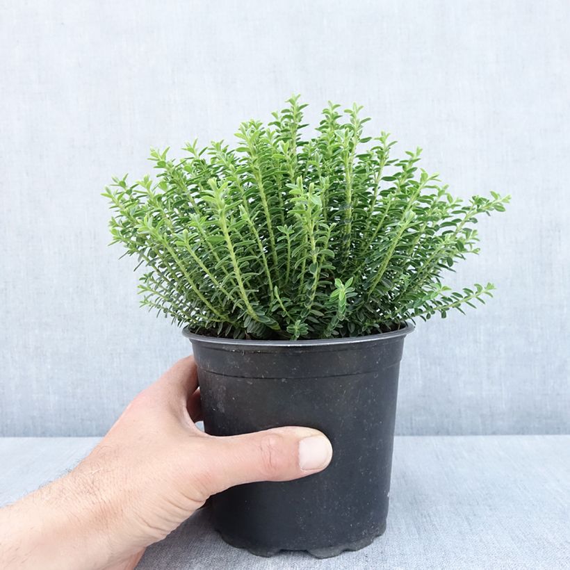 Amostra de Hebe ochracea Vaso de 1,5 L/2 L tal como entregue na primavera