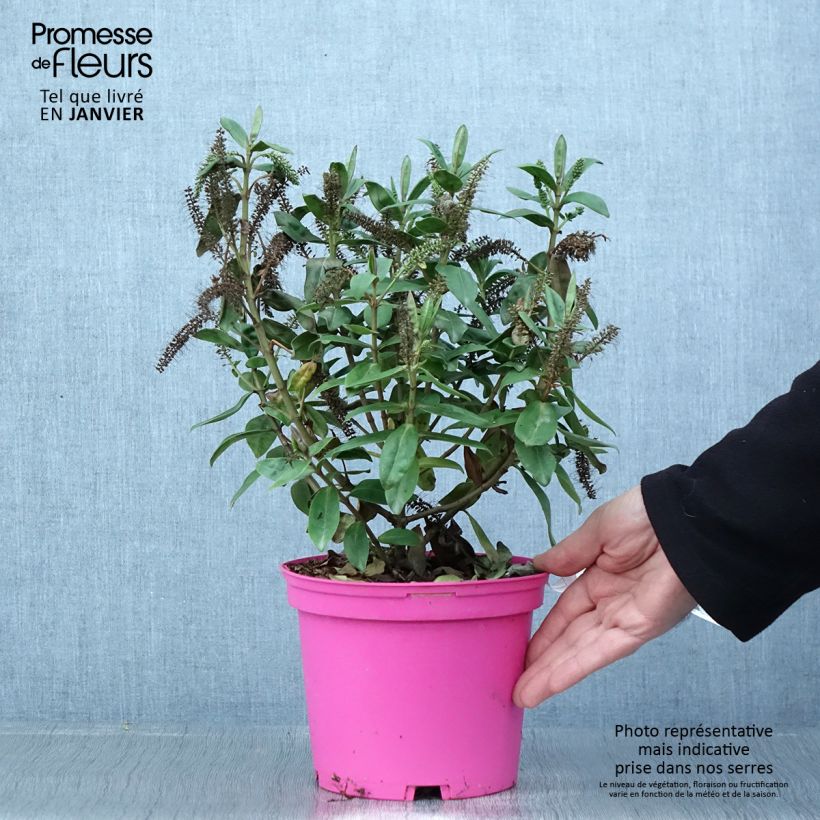 Amostra de Hebe Ouessant - Véronique arbustive Vaso de 2 L/3 L tal como entregue no inverno