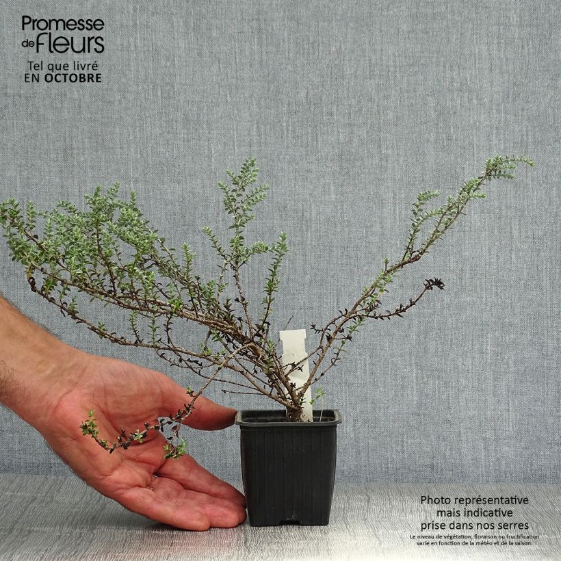 Amostra de Hebe pimeleoides Quicksilver Vaso de 8/9 cm tal como entregue no outono