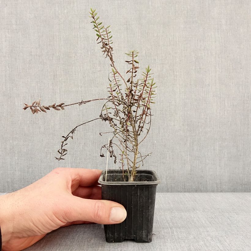 Amostra de Hebe Pink Paradise - Véronique arbustive Godet de 8/9 cm tal como entregue no inverno