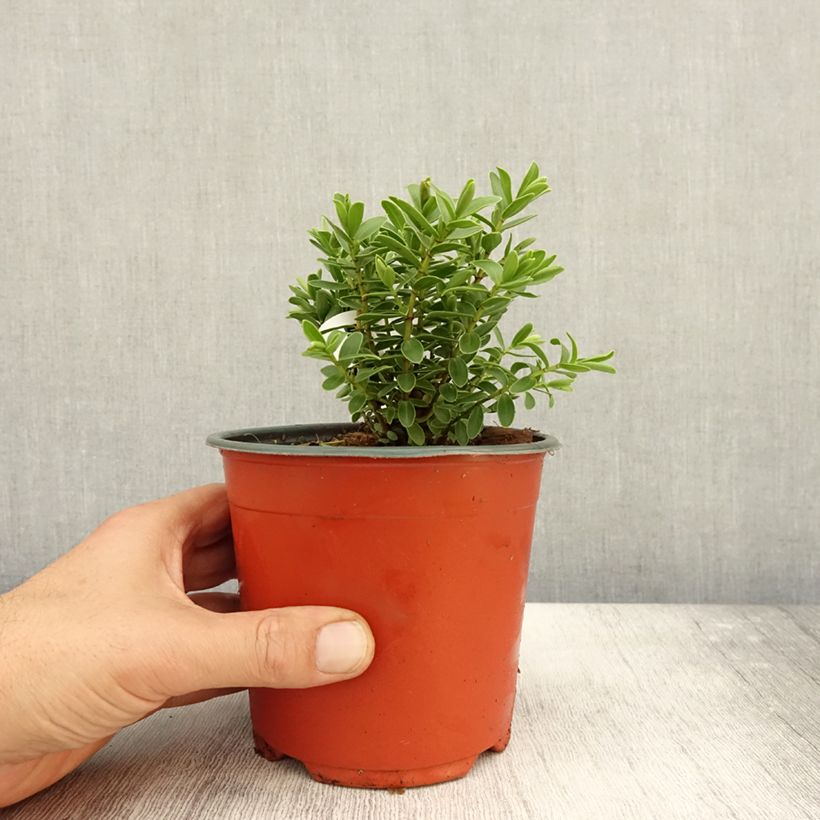 Amostra de Hebe rakaiensis Vaso de 1,5 L/2 L tal como entregue no outono