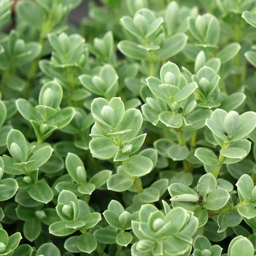 Hebe topiaria (Folhagem)