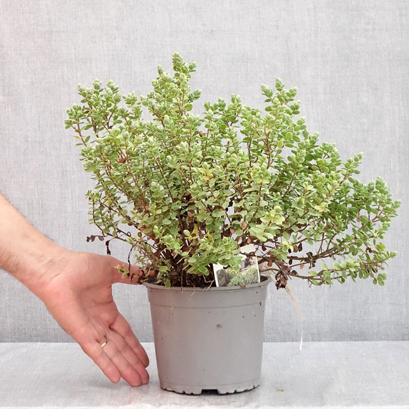 Amostra de Hébé topiaria - Véronique arbustive Vaso de 1,5 L/2 L tal como entregue no verão