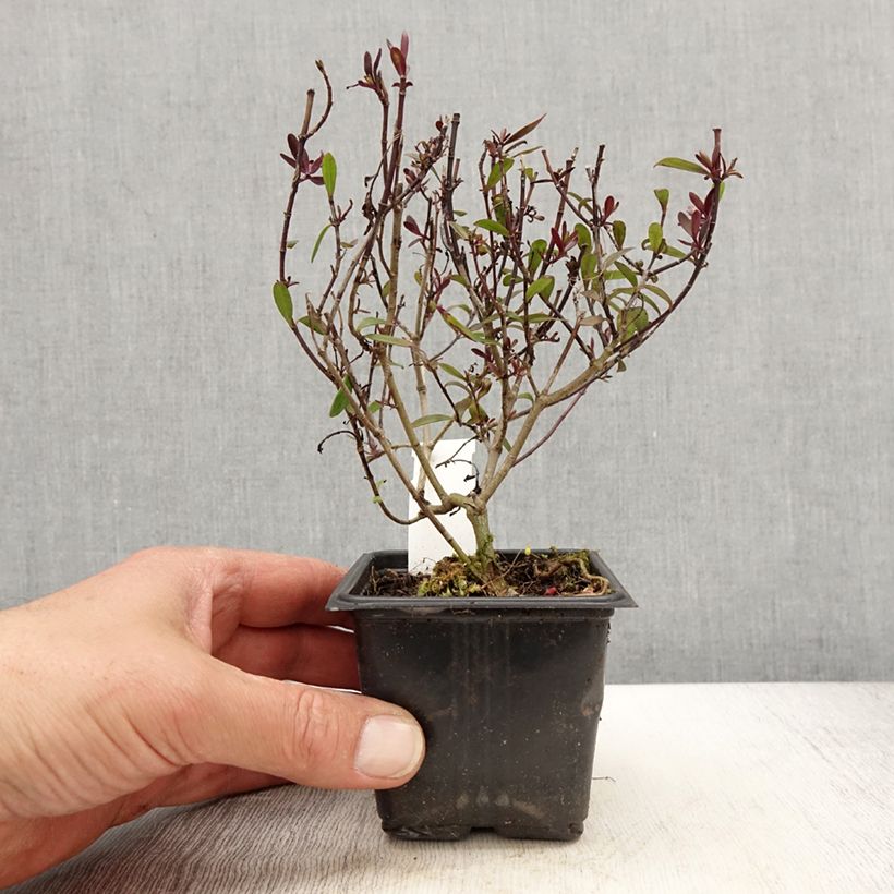 Amostra de Hebe Turkish Delight - Véronique arbustive Godet de 8/9 cm tal como entregue na primavera