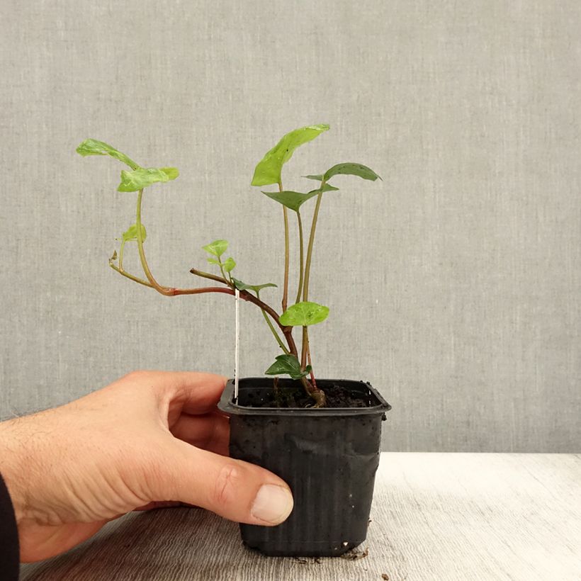 Amostra de Hedera algeriensis - Lierre d'Algérie Godet de 8/9 cm tal como entregue no outono