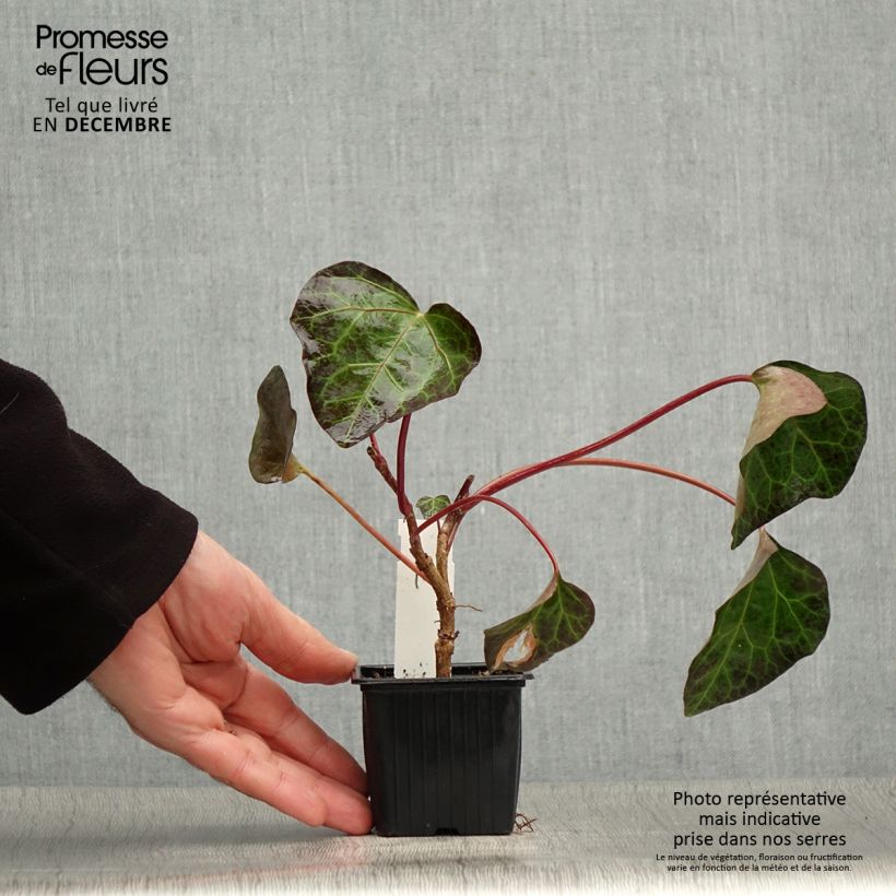 Amostra de Hedera algeriensis - Lierre d'Algérie Vaso de 8/9 cm tal como entregue no inverno