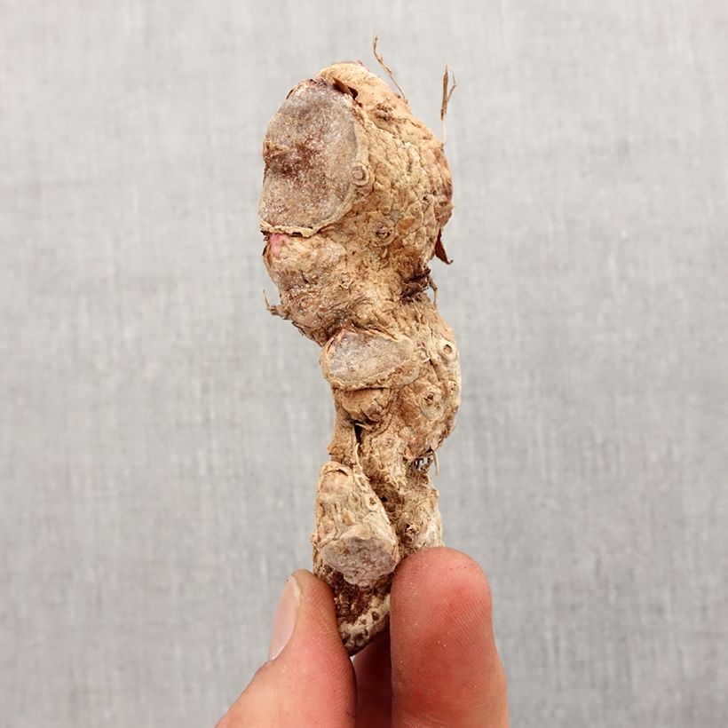 Amostra de Hedychium coccineum Tara - Longose rouge Bulbo size I tal como entregue na primavera