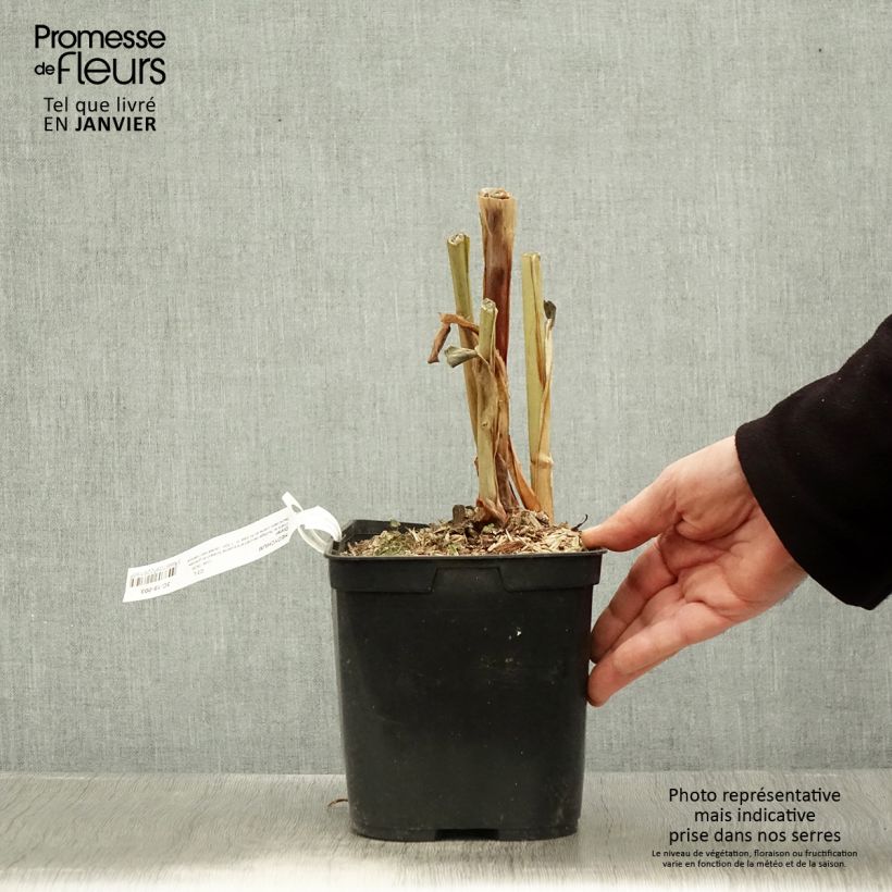 Amostra de Hedychium Dixter (Tresco) - Longose - Gingembre d'ornement  Pot de 3L/4L tal como entregue no inverno