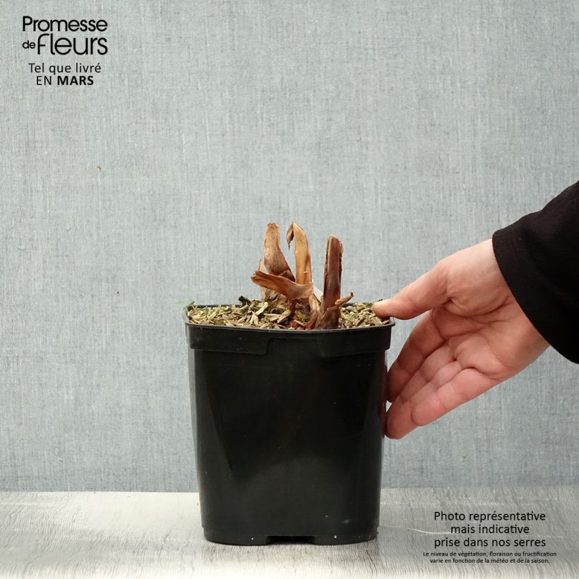 Amostra de Hedychium Dixter Vaso de 3 L/4 L tal como entregue na primavera