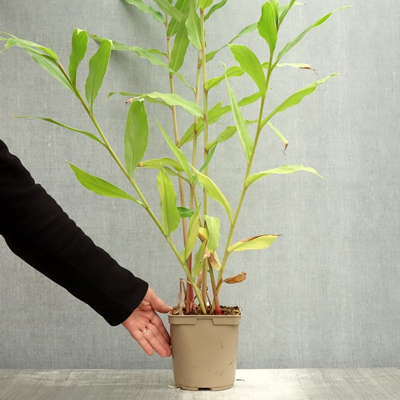Amostra de Hedychium Elizabeth - Gingembre d'ornement Pot de 3L/4L tal como entregue no outono