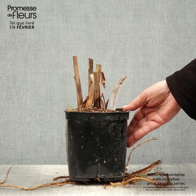 Amostra de Hedychium Elizabeth Vaso de 3 L/4 L tal como entregue no inverno