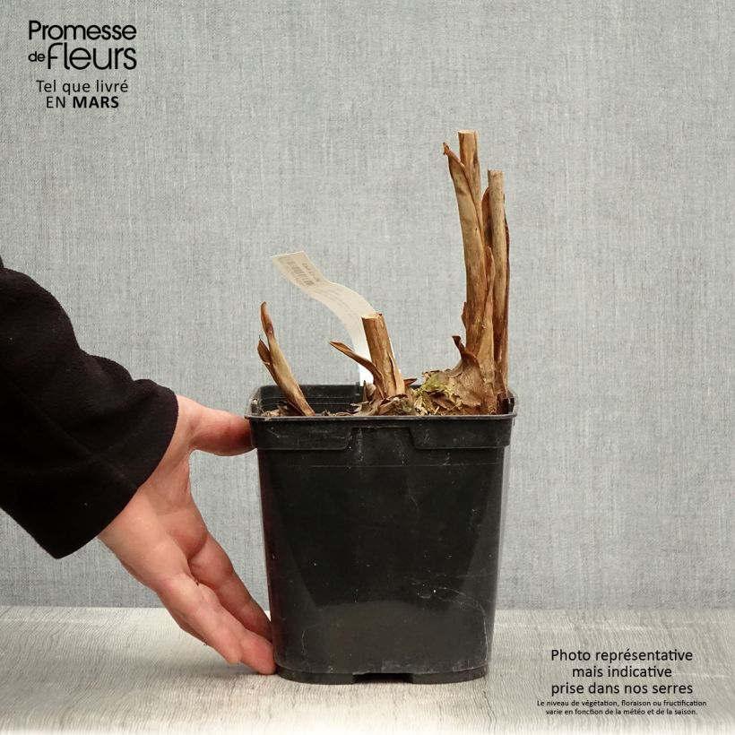 Amostra de Hedychium Elizabeth Vaso de 3 L/4 L tal como entregue na primavera