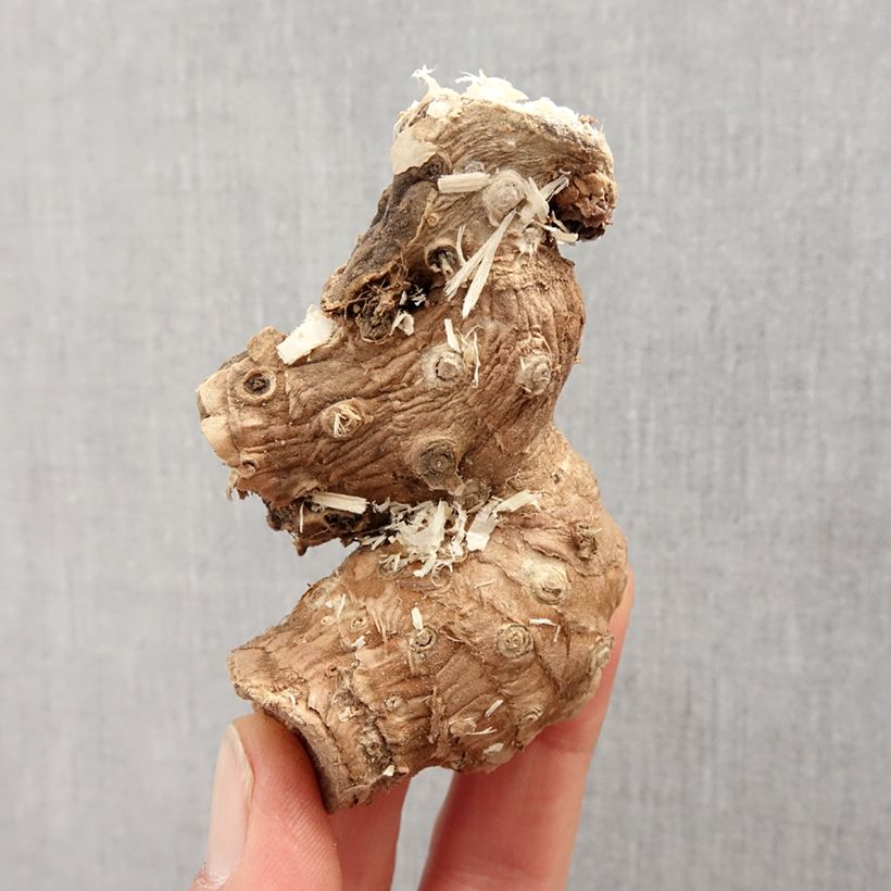 Amostra de Hedychium ellipticum - Longose Bulbo size I tal como entregue na primavera