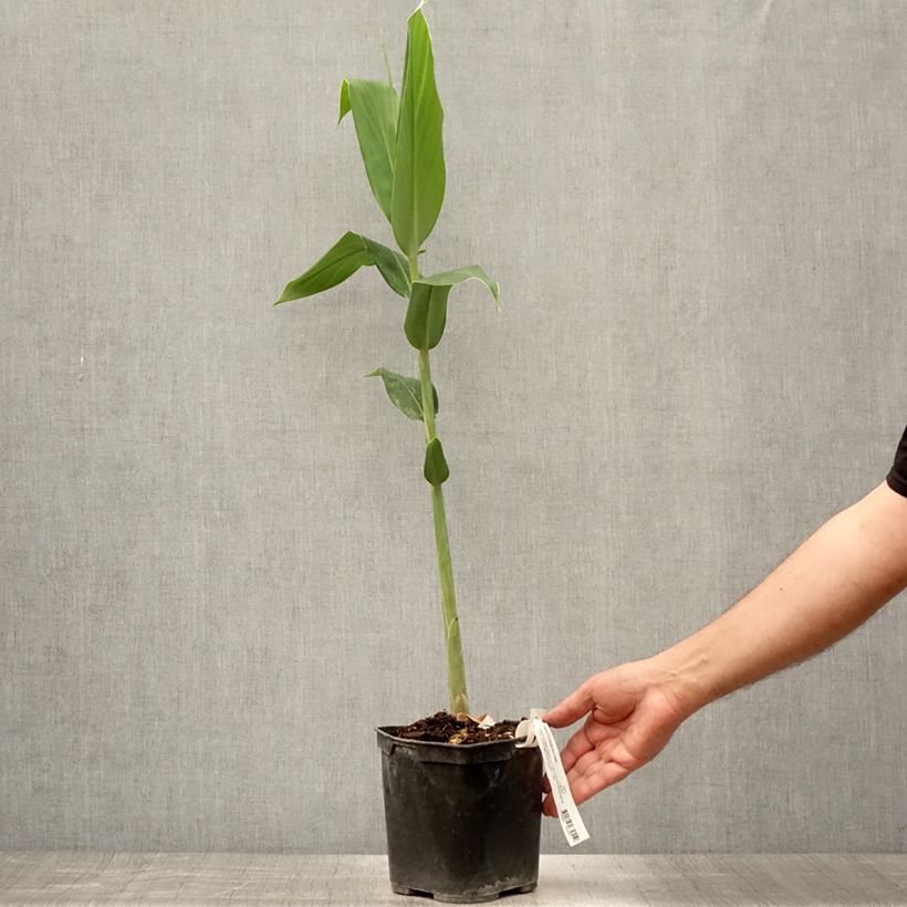 Amostra de Hedychium forrestii Vaso de 3 L/4 L tal como entregue no verão