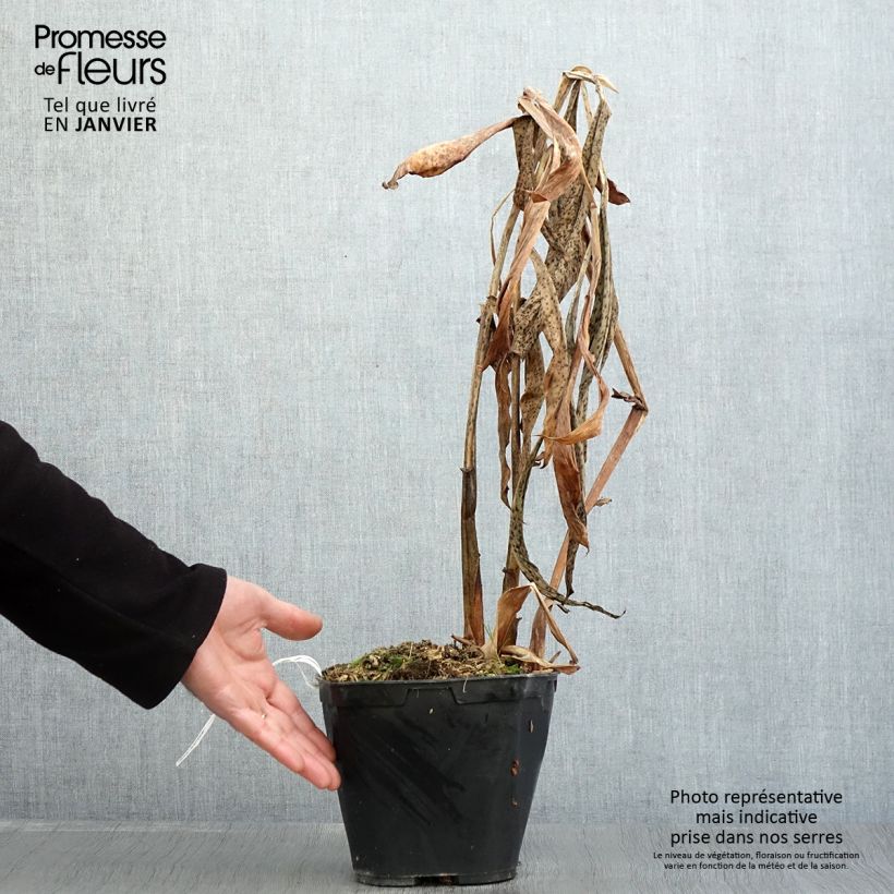 Amostra de Hedychium forrestii Vaso de 3 L/4 L tal como entregue no inverno