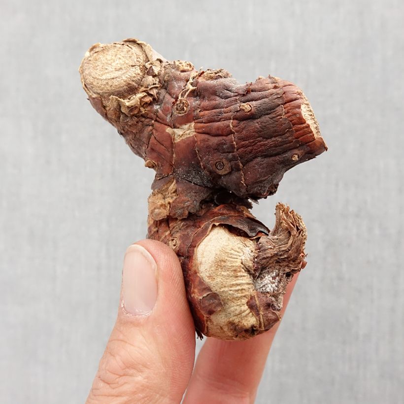 Amostra de Hedychium gardnerianum - Longose Bulbo size I tal como entregue na primavera