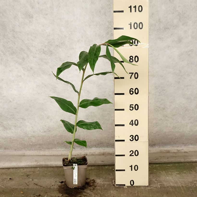Amostra de Hedychium gardnerianum - Longose en pot  Pot de 2L/3L tal como entregue no outono