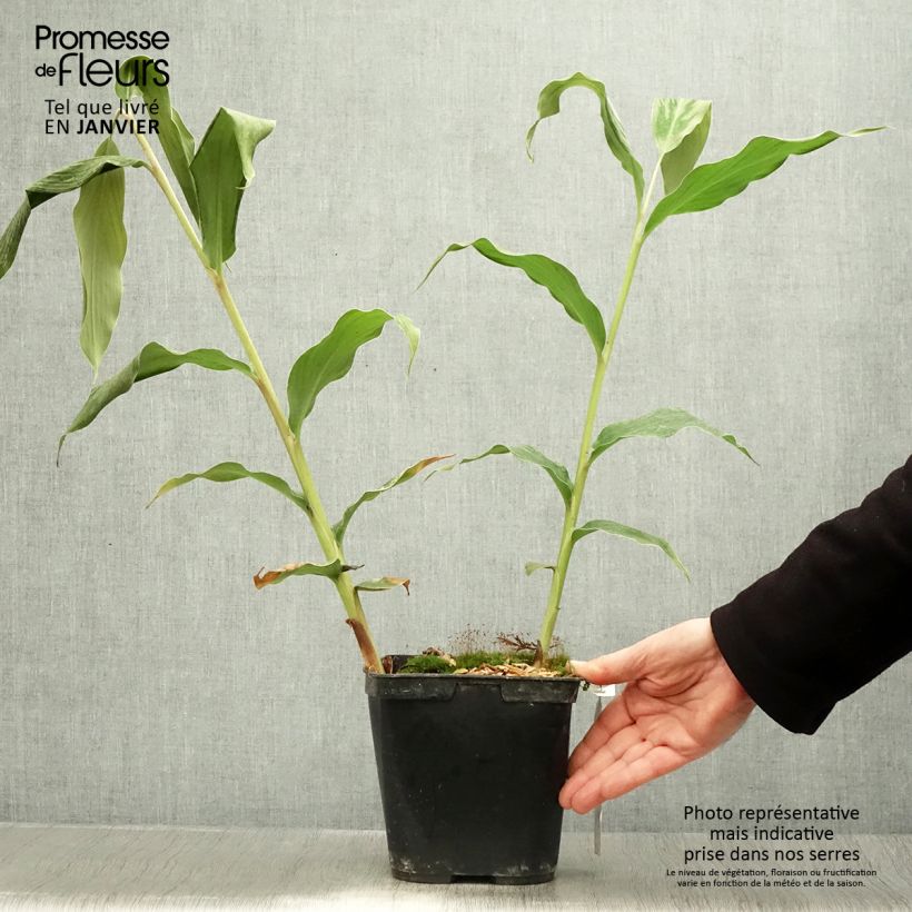 Amostra de Hedychium gardnerianum - Longose en pot  Pot de 2L/3L tal como entregue no inverno
