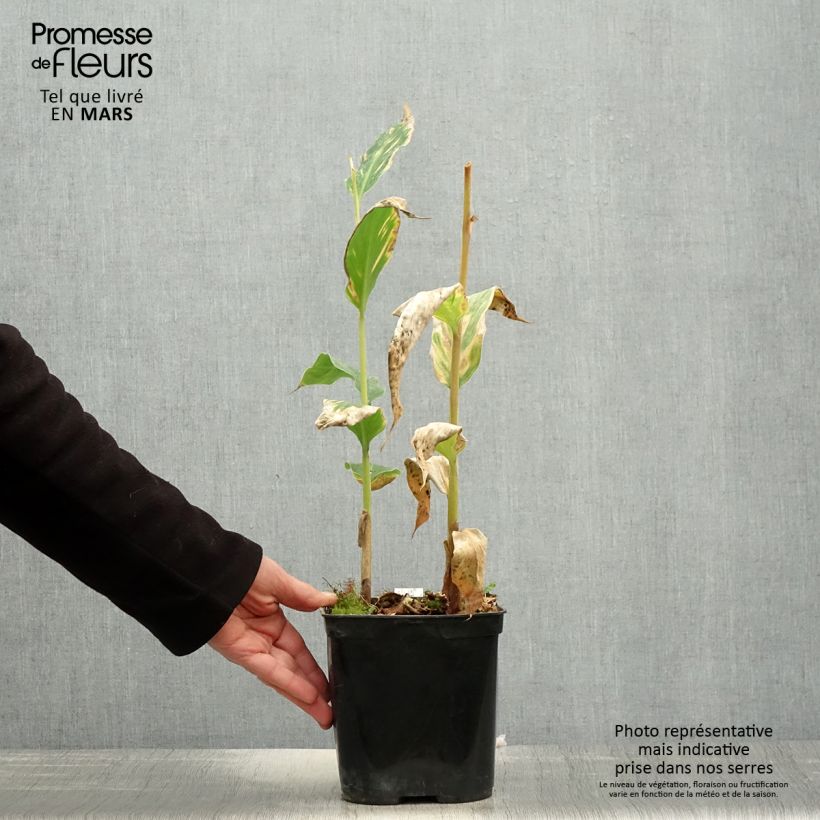 Amostra de Hedychium gardnerianum em vaso Vaso de 2 L/3 L tal como entregue na primavera