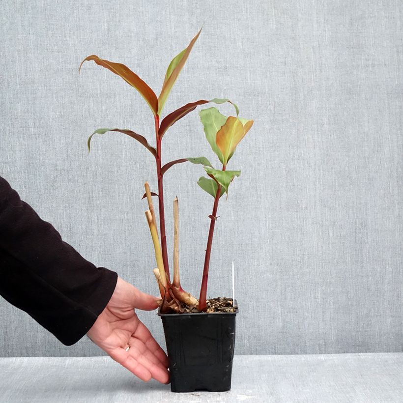 Amostra de Hedychium greenii Vaso de 1 L/1,5 L tal como entregue no outono