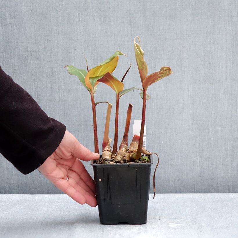 Amostra de Hedychium greenii - Gingembre corail Vaso de 1 L/1,5 L tal como entregue no inverno