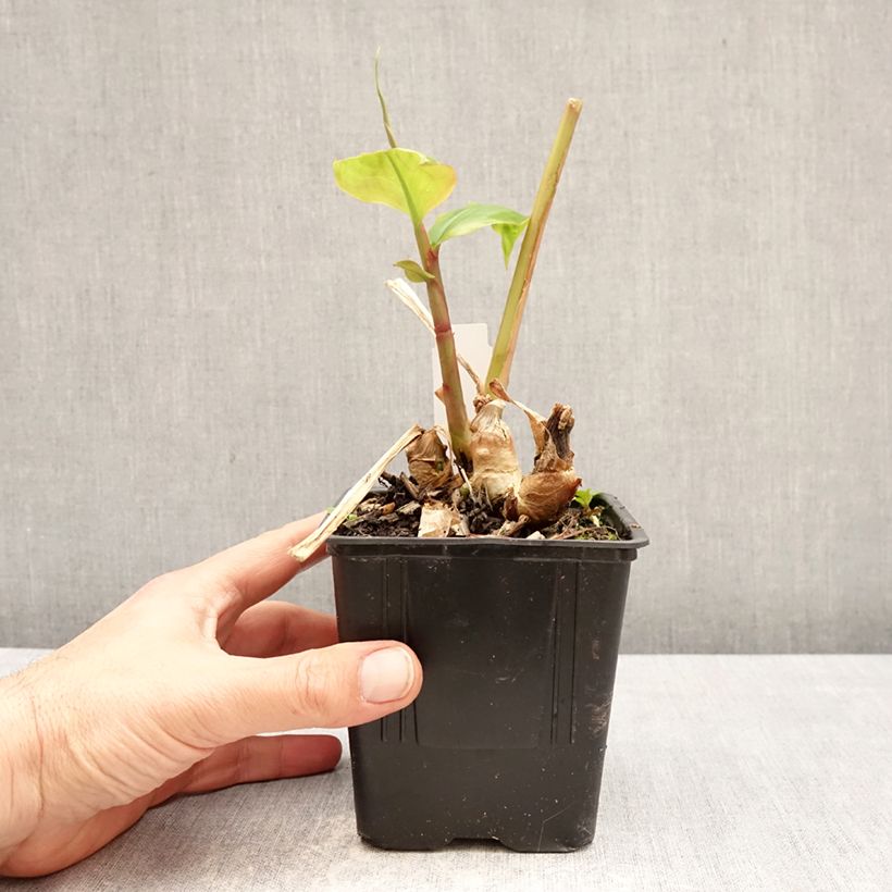 Amostra de Hedychium greenii Vaso de 1 L/1,5 L tal como entregue na primavera