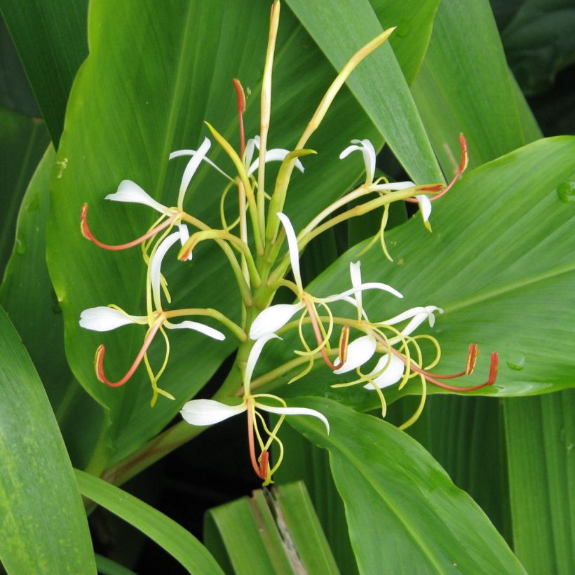 Hedychium spicatum (Floração)
