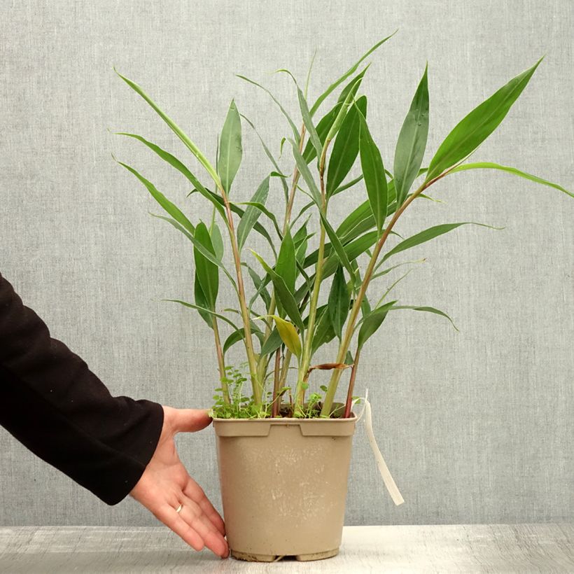 Amostra de Hedychium villosum var. tenuiflorum Vaso de 3 L/4 L tal como entregue no outono