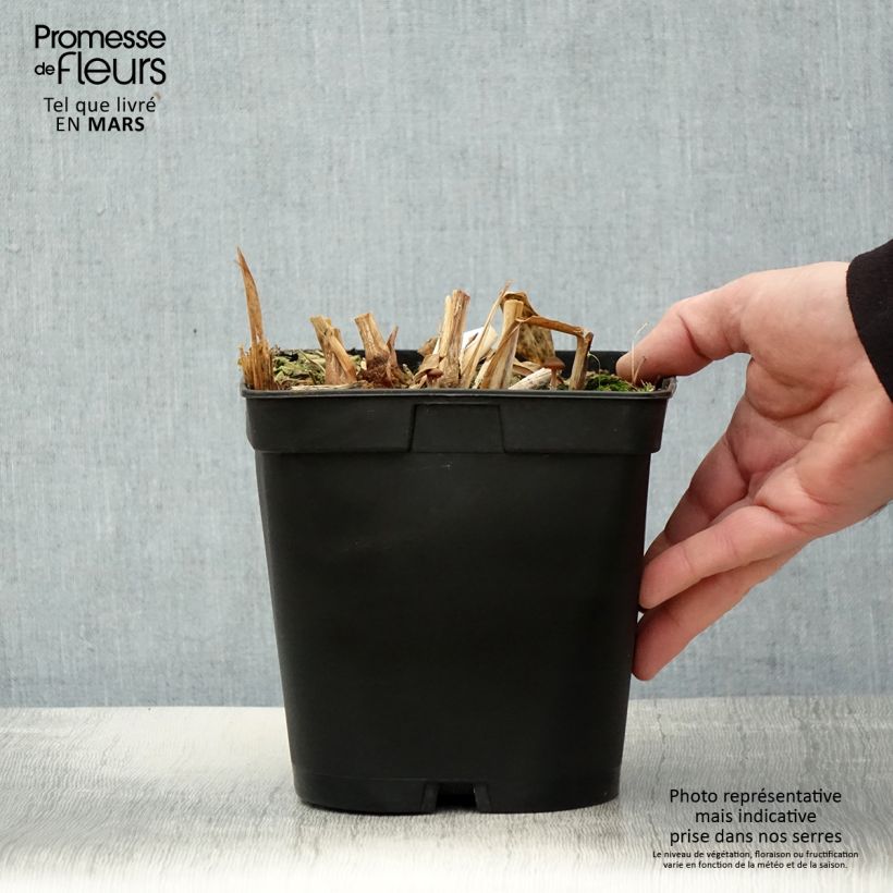 Amostra de Hedychium villosum var. tenuiflorum Vaso de 3 L/4 L tal como entregue na primavera