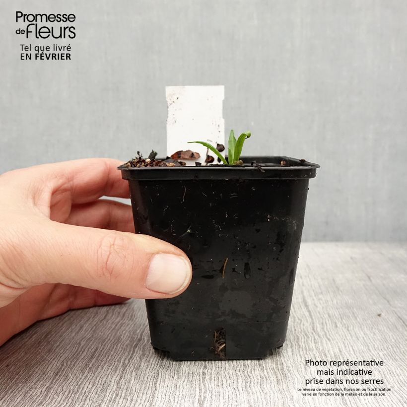 Amostra de Helenium autumnale Helena Red Shades - Hélénie d'automne Godet de 8/9 cm tal como entregue no inverno