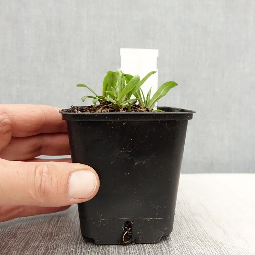 Amostra de Helénio Helena Red Shades Vaso de 8/9 cm tal como entregue na primavera