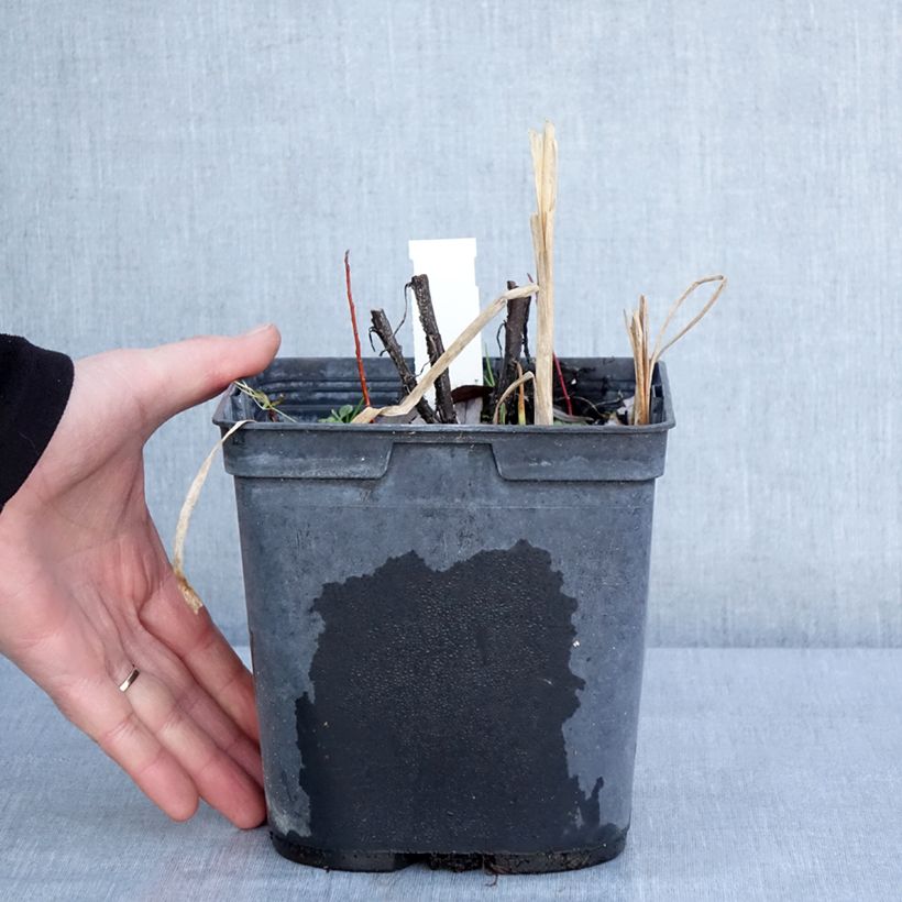 Amostra de Hélénium Double Trouble - Hélénie jaune Vaso de 2 L/3 L tal como entregue no inverno