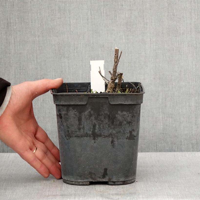 Amostra de Helénio Double Trouble Vaso de 2 L/3 L tal como entregue na primavera