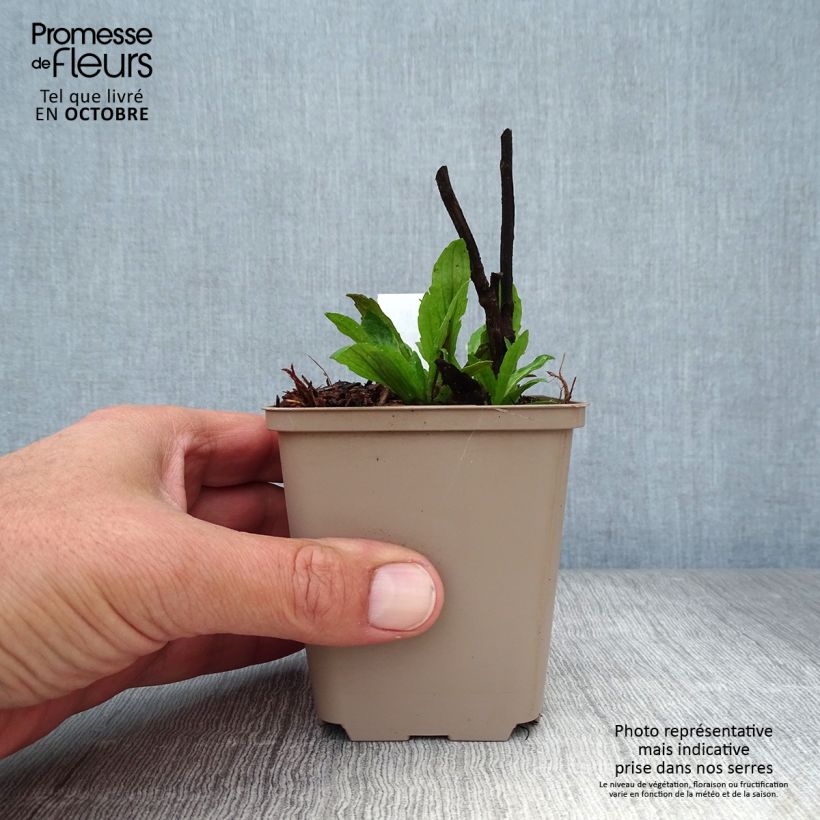 Amostra de Helénio Dunkle Pracht Vaso de 8/9 cm tal como entregue no outono