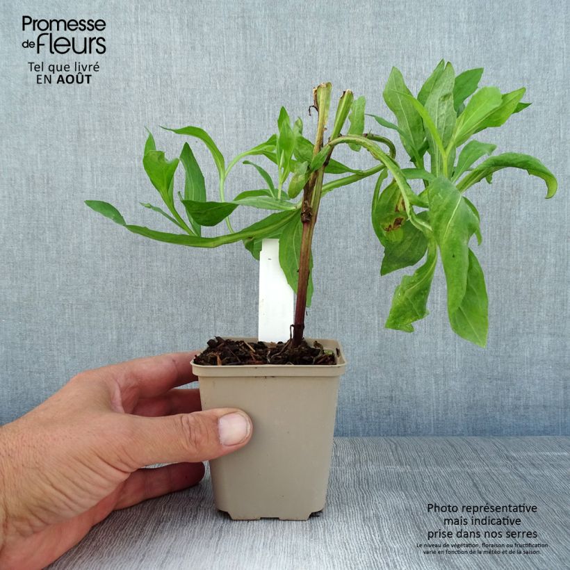 Amostra de Helénio Kupferswerg Vaso de 8/9 cm tal como entregue no verão
