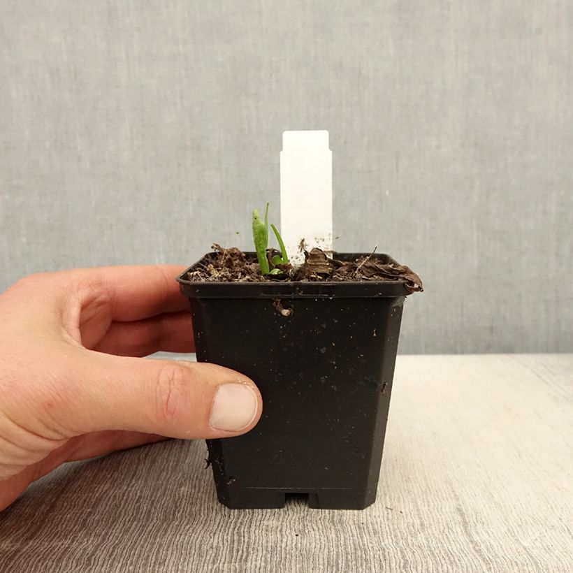 Amostra de Helénio Kupferswerg Vaso de 8/9 cm tal como entregue na primavera