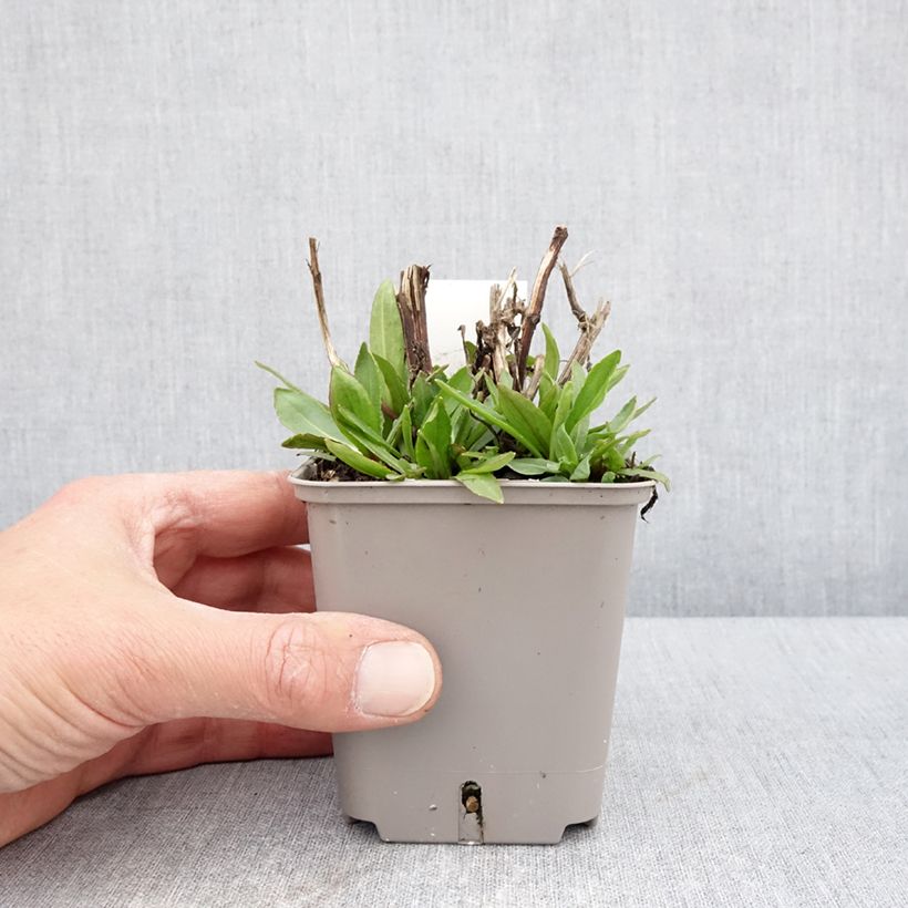 Amostra de Helénio Okra Sundae Vaso de 8/9 cm tal como entregue na primavera