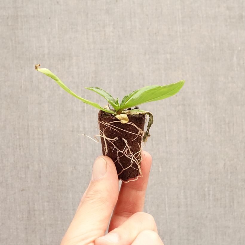 Amostra de Helénio Okra Sundae Mini-torrão Ø 3/4 cm tal como entregue na primavera