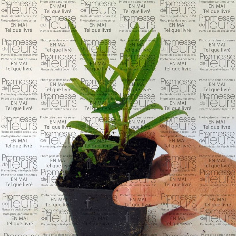 Helénio Poncho (Hábito)