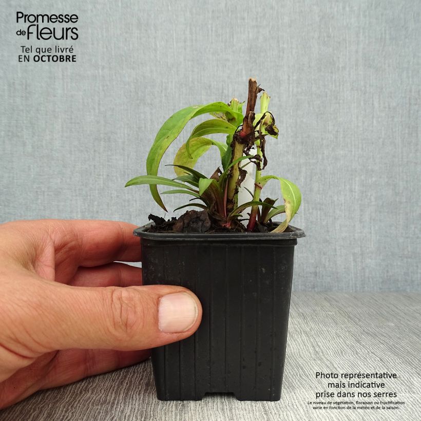 Amostra de Helénio Poncho Vaso de 8/9 cm tal como entregue no outono
