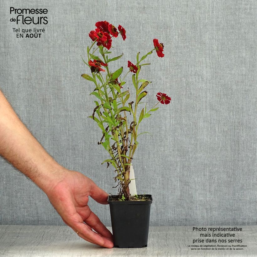 Amostra de Helénio Red Jewel Vaso de 8/9 cm tal como entregue no verão