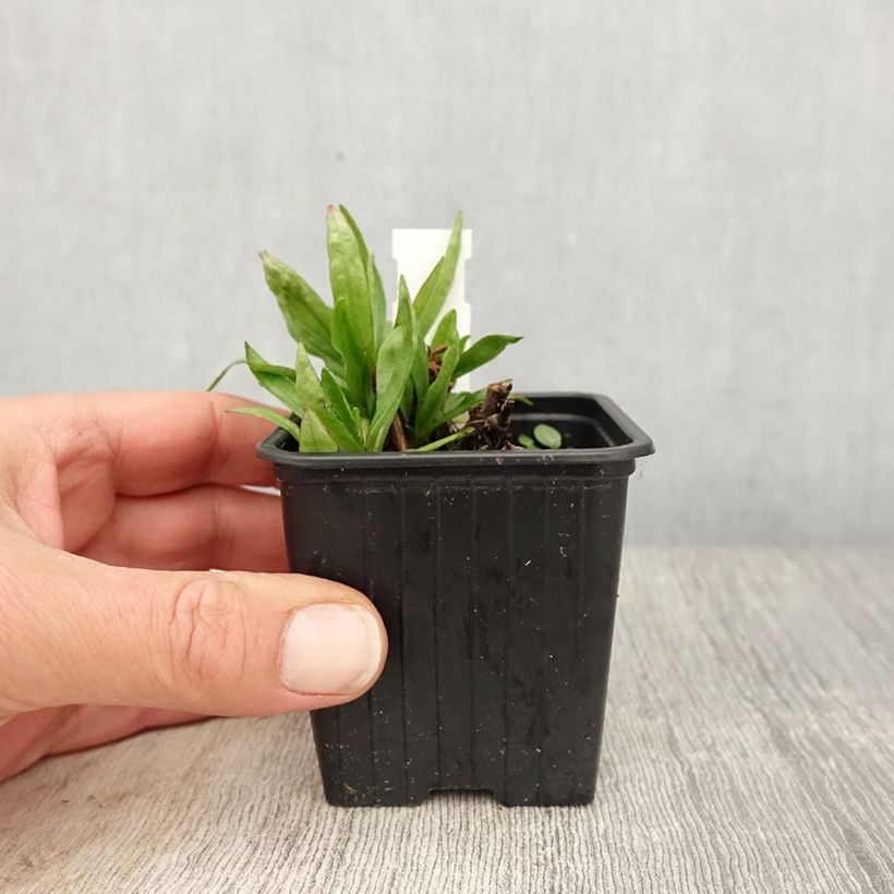 Amostra de Helénio Red Jewel Vaso de 8/9 cm tal como entregue na primavera