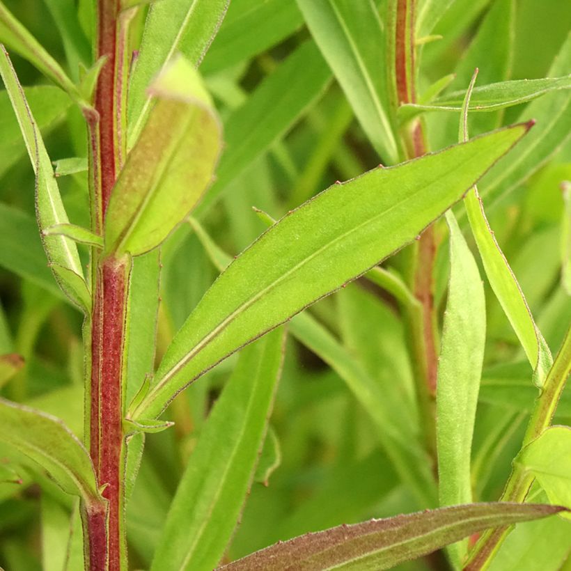 Helénio Red Jewel (Folhagem)