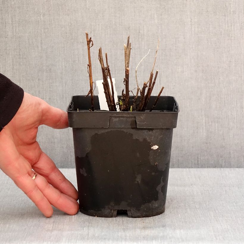 Amostra de Helénio Ruby Tuesday Vaso de 2 L/3 L tal como entregue no inverno