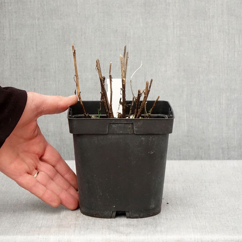 Amostra de Helénio Ruby Tuesday Vaso de 2 L/3 L tal como entregue na primavera