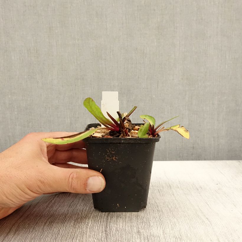 Amostra de Helénio Sahin's Early Flowerer Vaso de 8/9 cm tal como entregue no outono