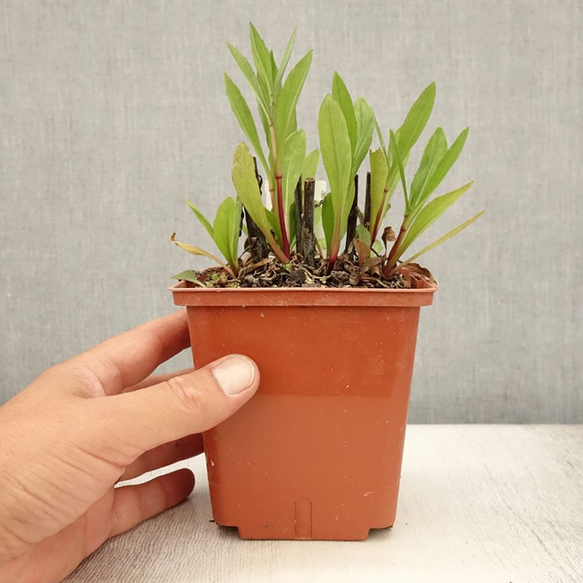 Amostra de Helénio Sahin's Early Flowerer Vaso de 1,5 L/2 L tal como entregue no verão