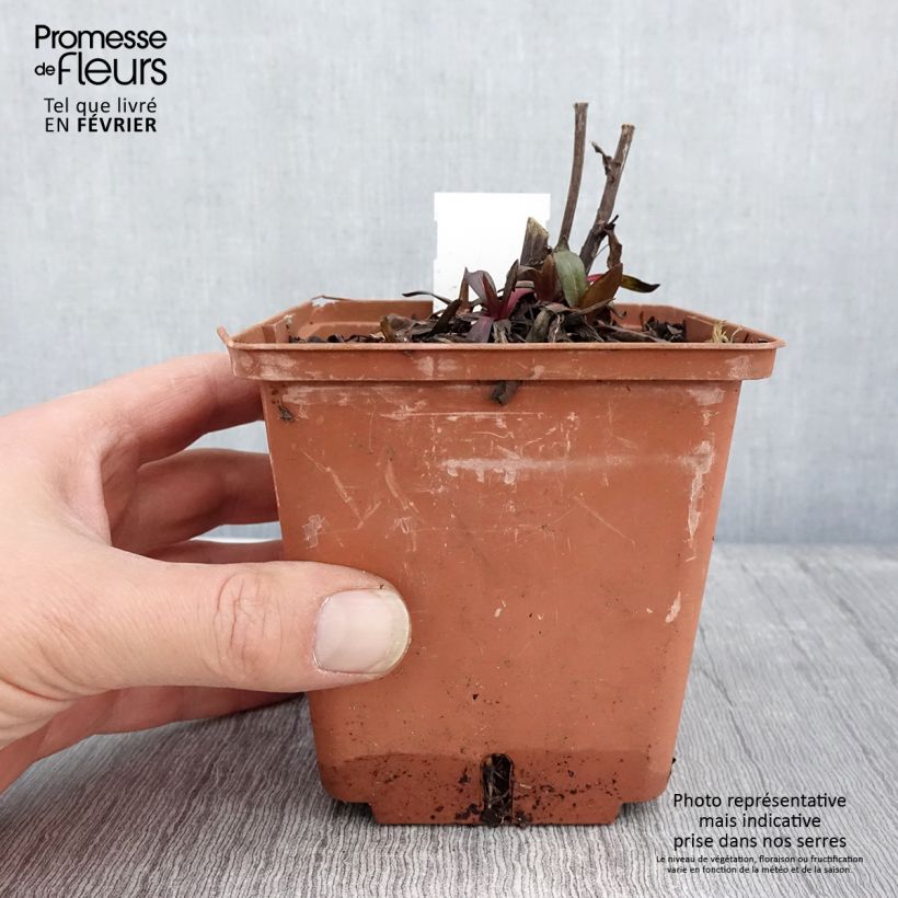 Amostra de Helénio Sahin's Early Flowerer Vaso de 1,5 L/2 L tal como entregue no inverno