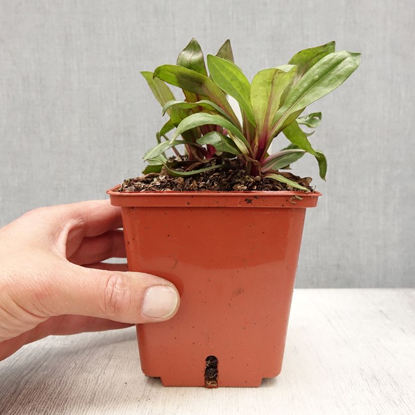 Amostra de Helénio Sahin's Early Flowerer Vaso de 1,5 L/2 L tal como entregue na primavera