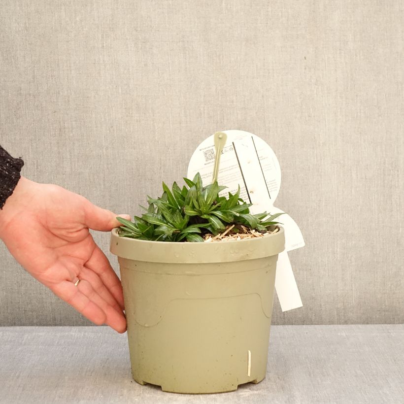 Amostra de Helénio Short'n'Sassy Vaso de 3 L/4 L tal como entregue no inverno